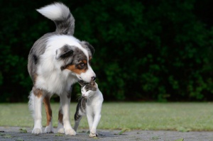 Um estudo revela a diferença de personalidade entre amantes de gatos e cães