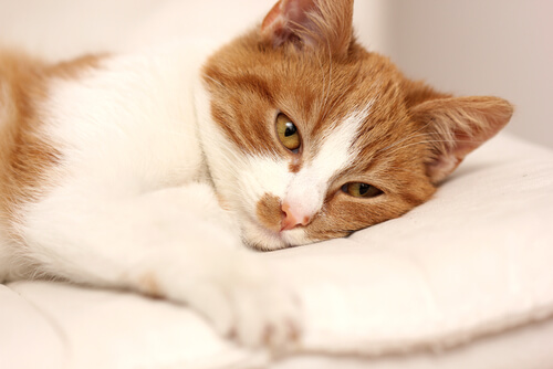 Como o gato com diarreia deve ser tratado?