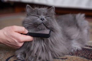 Como escolher o melhor pente para o seu gato