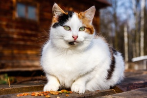 Sinais de envelhecimento em seu gato