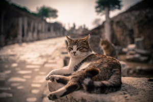 De onde vêm os gatos? Desde quando eles estão junto a nós?