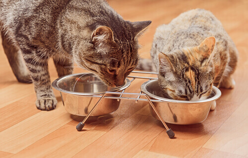 5 legumes permitidos para os gatos 5 legumes permitidos para os gatos