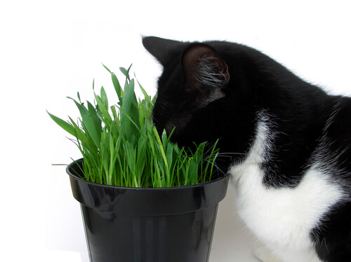 Gato comendo grama