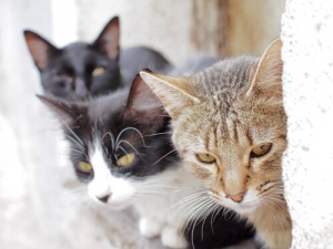 Fukuoka: a ilha dos gatos