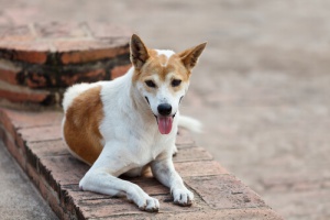 Tudo sobre a Leishmaniose canina