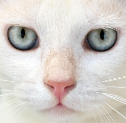 Mitos e verdades sobre os gatos