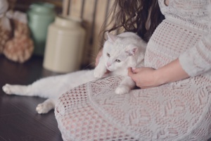 Como preparar o seu gato para a chegada do bebê