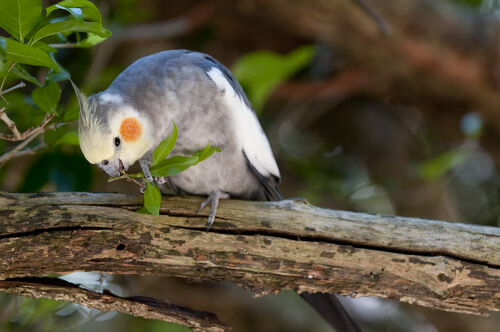 Conhecendo as Calopsitas