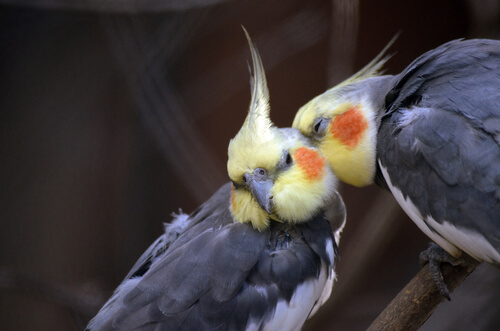 Cuidado com as Calopsitas