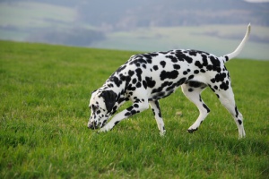Exercícios de olfato para o seu cachorro... desenvolva todo o seu potencial!