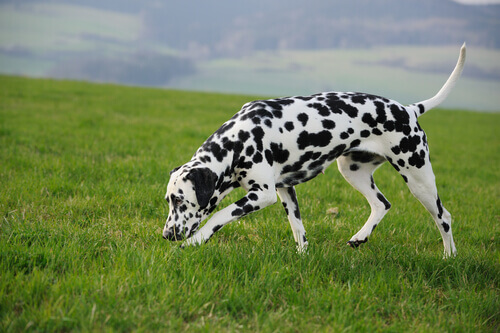 Exercícios de olfato para o seu cachorro… desenvolva todo o seu potencial! Exercícios de olfato para o seu cachorro… desenvolva todo o seu potencial!