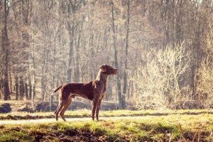 A história de Pinto, o Hachiko espanhol