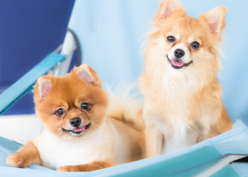 O comportamento do Lulu