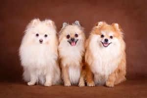 O Pomerânia, um cachorro inteligente, carinhoso e nada agressivo!