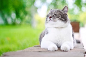 Um estilo de vida saudável para o seu gato