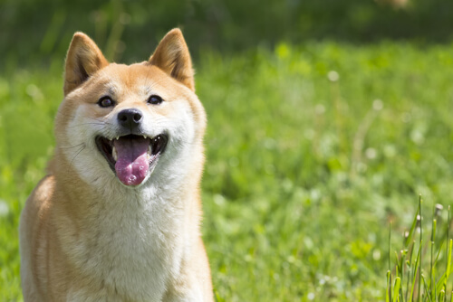 Como os cães veem Como os cães veem