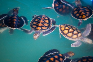 Os plásticos nos oceanos matam 1,5 milhões de animais anualmente