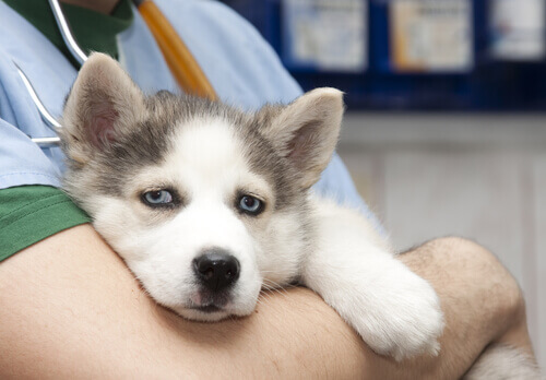 Orientação para a vacinação dos filhotes de cachorros