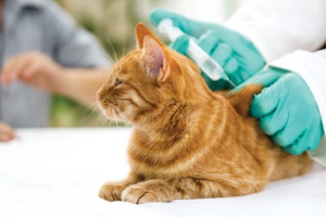 Vacinas para gatos: Veterinário, o nosso melhor aliado