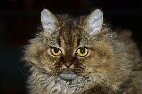 As características do gato