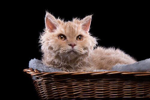 Gato da raça Selkirk Rex