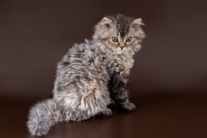 O Selkirk Rex ou... gato ovelha