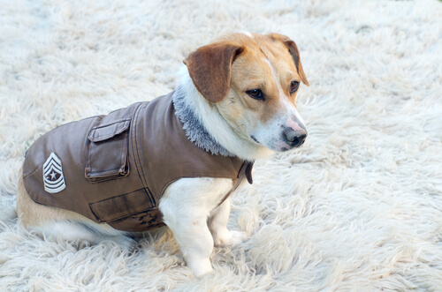 A importância de agasalhar os cachorros A importância de agasalhar os cachorros