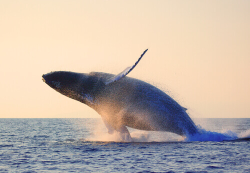 A baleia da Groenlândia
