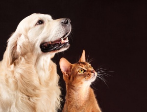 Você é fumante? Você acha que a fumaça de seus cigarros não prejudica os seus animais de estimação?