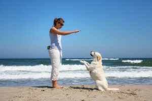 A educação dos cães: obediência