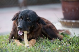 Cuidado com os ossos que dá ao seu cão