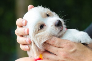 Como evitar a agressividade nos cães