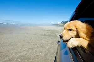 Um cão, o melhor companheiro de viagem
