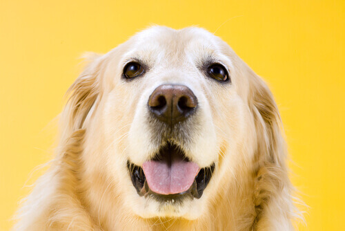cachorro com nariz ressecado