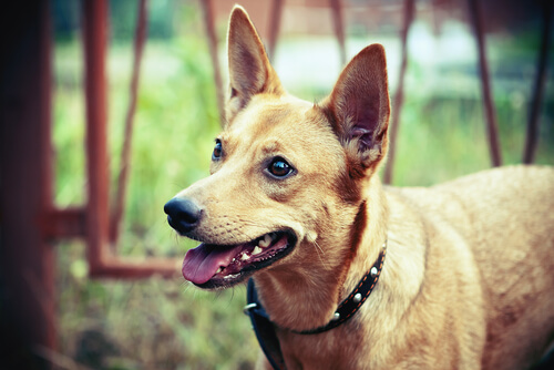 O comportamento dos cães