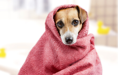 Prepare o seu cão para o banho: como tirar o medo