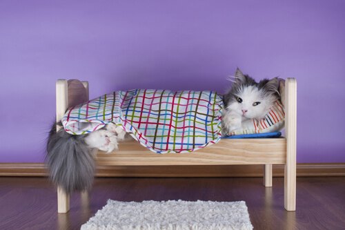 Aprenda a fazer camas caseiras para seus gatos