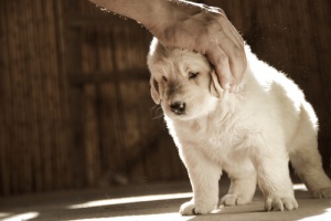 Meu cachorro está cheio de carrapatos. Como eu posso removê-los?