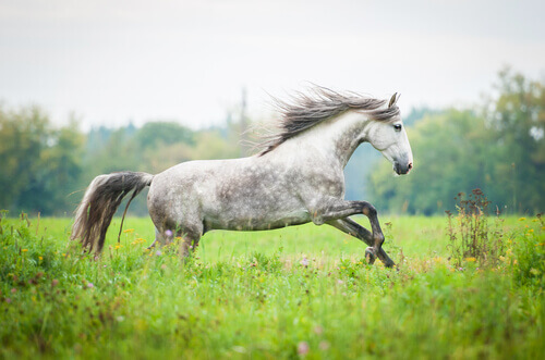 Cavalo da raça andaluz
