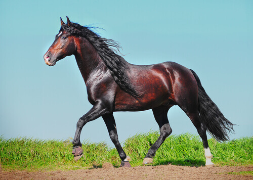O cavalo andaluz é o mais elegante: descubra por que ele é tão espetacular