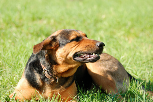 Razões pelas quais um cachorro treme - Meus Animais