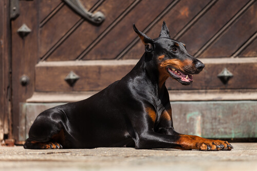 Doberman está na categoria de cães de guarda