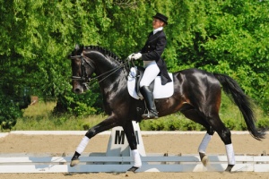A doma clássica de cavalos, um espetáculo!