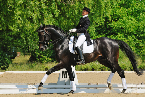 A doma clássica de cavalos, um espetáculo! A doma clássica de cavalos, um espetáculo!