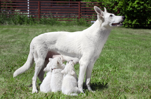 As fases do cio das cadelas