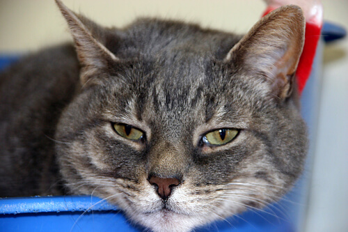 tratamento para bronquite felina