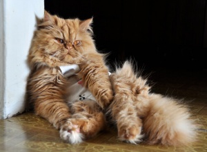 A bronquite felina