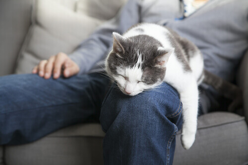 Ter gatos faz você mais saudável Ter gatos faz você mais saudável