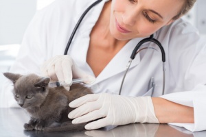 Vacinas para gatos