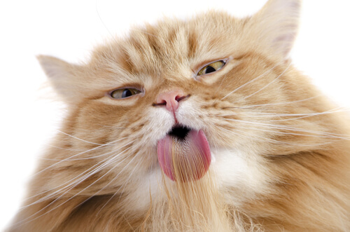 Por que os gatos ficam de boca aberta?